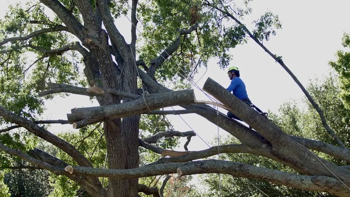 Professional Crown Thinning performed by certified arborists in Hazlet