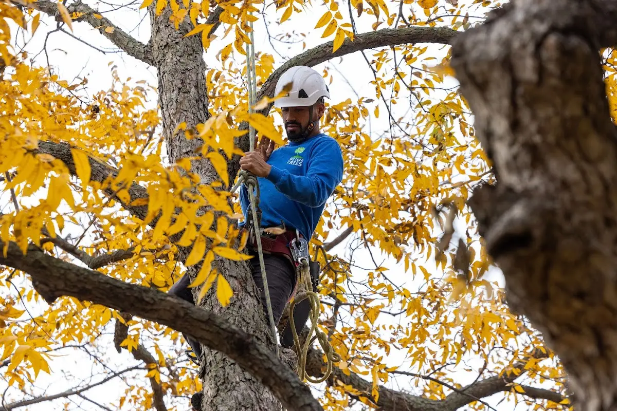 Skilled Tree Trimming crew working in Hazlet
